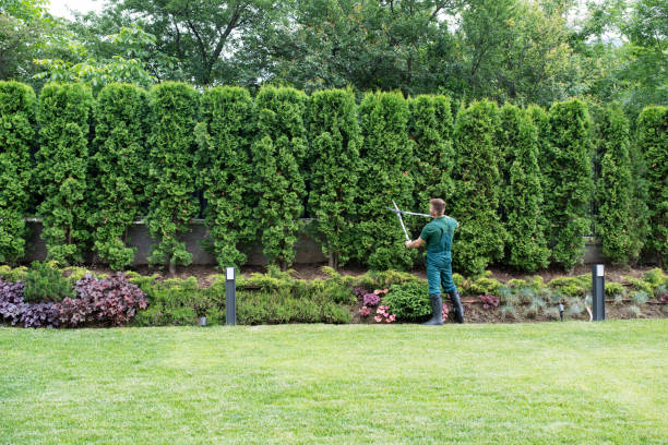 Large Tree Removal in Pine Grove, PA